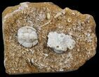 Uperocrinus (Crinoid) & Globoblastus (Blastoid) - Missouri #44007-1